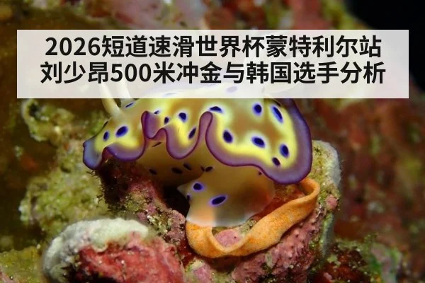 2026短道速滑世界杯蒙特利尔站 刘少昂500米冲金与韩国选手分析